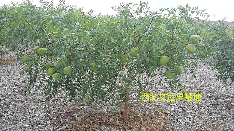 风湿病和炎症的克星文冠果