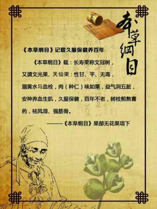 文冠果的药用价值