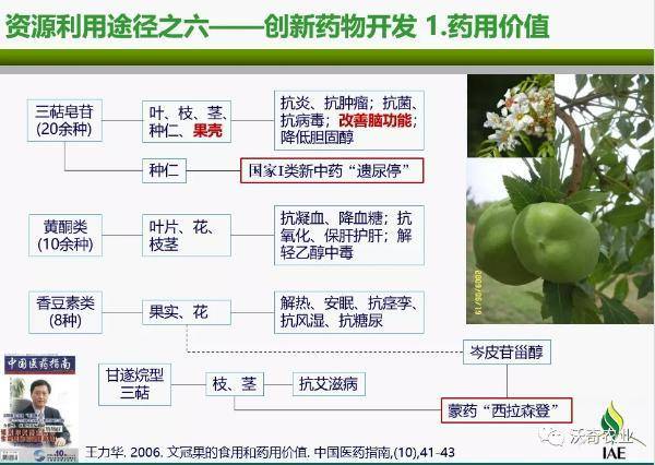 文冠果的药用价值