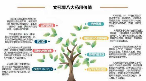 文冠果的药用价值