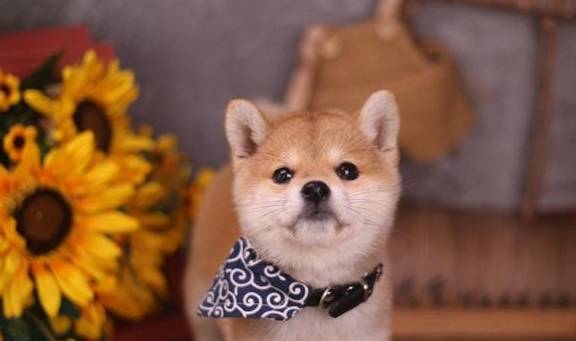 柴犬是不是可以吃桃子<strong></p>
<p>桃子</strong>？