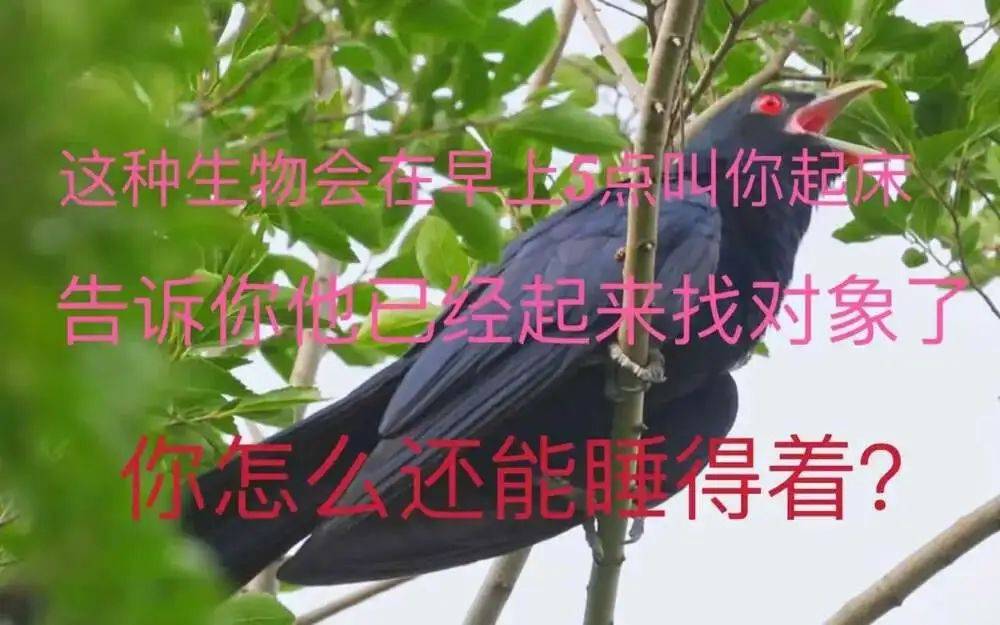 “周末想睡个懒觉都不行”<strong></p>
<p>莱特币交易</strong>，有多少深圳人被这种鸟吵到神经衰弱