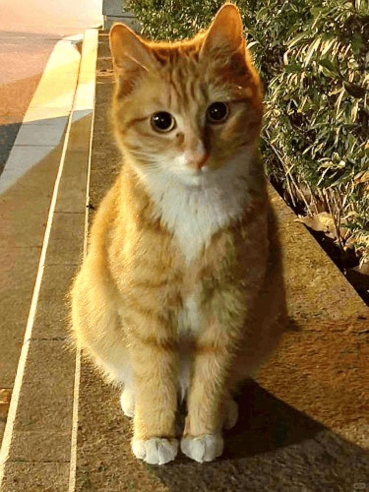南京大学校庆日“校猫”被钢珠打碎头骨？校保卫处：看了一夜监控<strong></p>
<p>波卡币交易所</strong>，暂未锁定嫌疑人