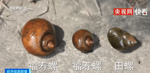 别吃<strong></p>
<p>币安交易app</strong>，寄生虫多达上千条！武汉公园连夜清出130多斤